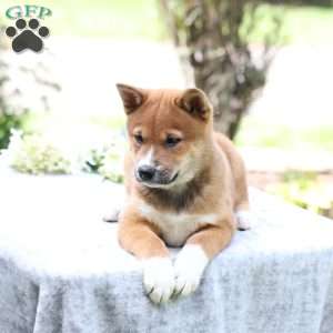 Brady, Shiba Inu Puppy